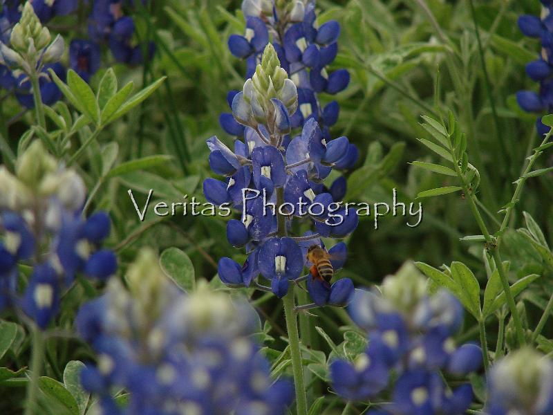 Texas Spring 023.jpg